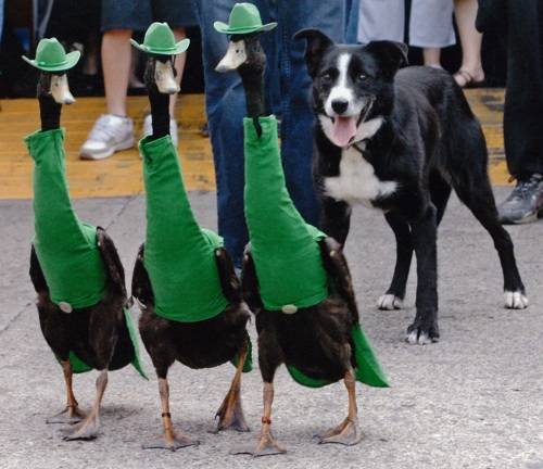 Australian Duck fashion show