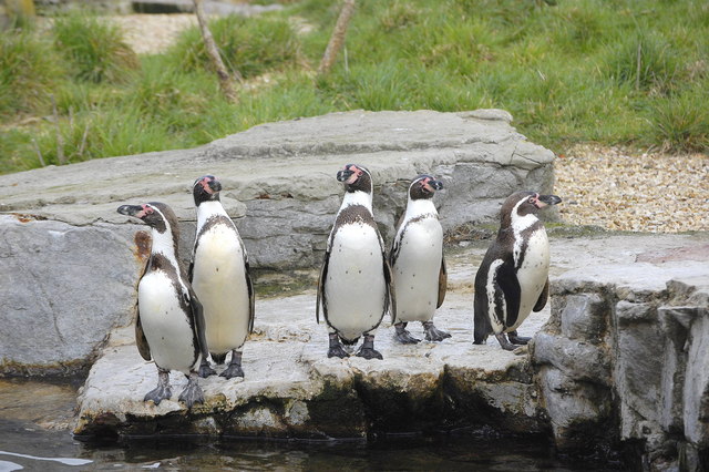 Chester Zoo, UK