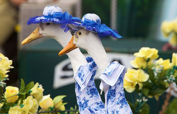 Dressed-up duck