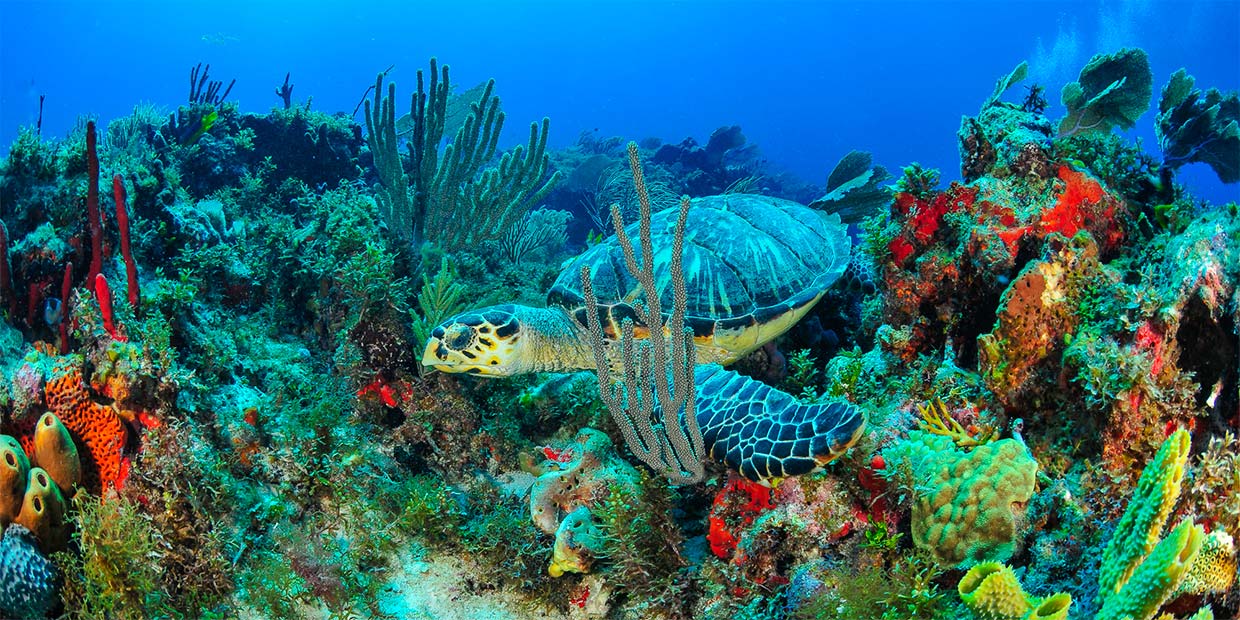 Isla Mujeres