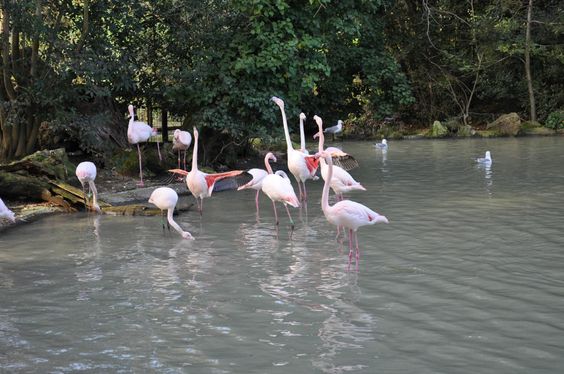 Italy Bioparco, Rome