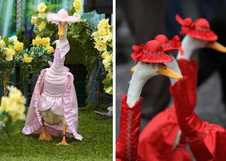 Pied Piper Duck Show  Australia