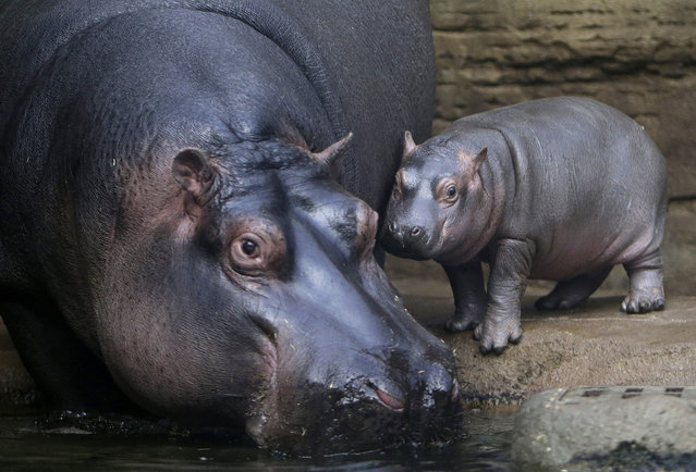 Prague Zoo, Czech Republic