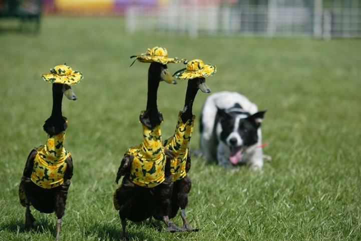 Stylish Ducks