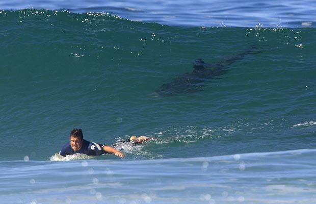 Swim in Shark Infested Waters - United States