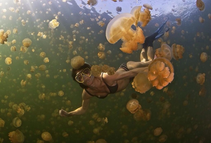 Swimming with Jellyfish - Australia