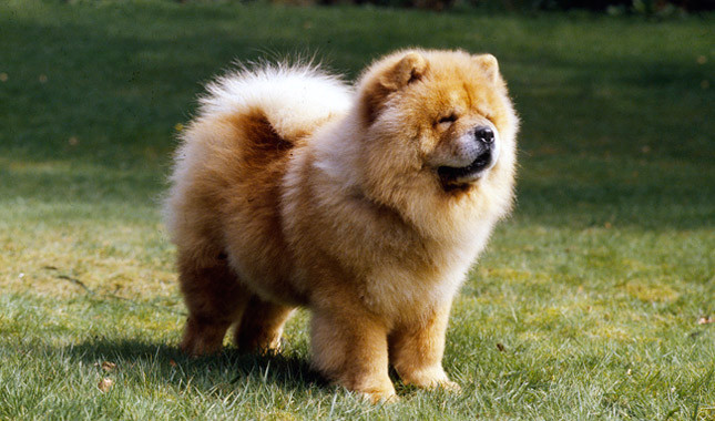 Chow - Beautiful Dog Breeds