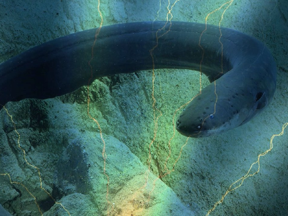 Electric eel