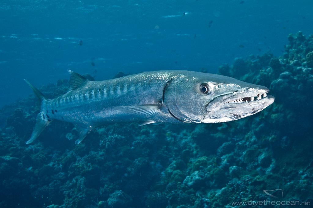 Great Barracuda