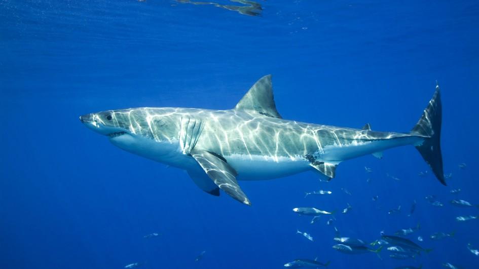 Great White Shark