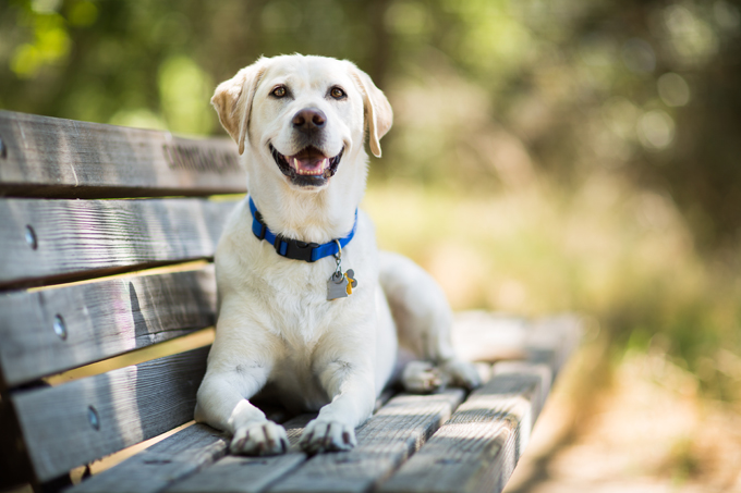 Labrador Retriever - Beautiful Dog Breeds