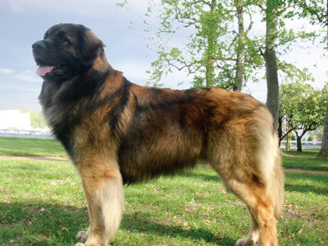 Leonberger