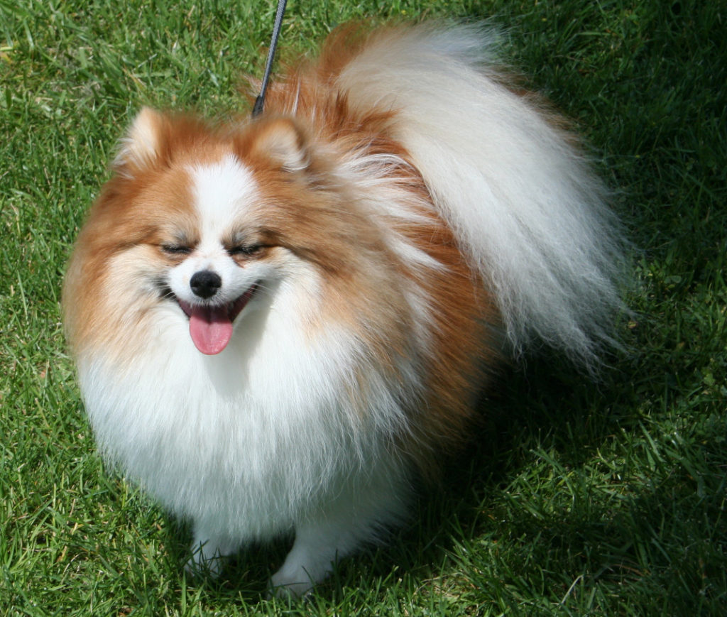 Pomeranian