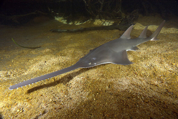 Sawfish