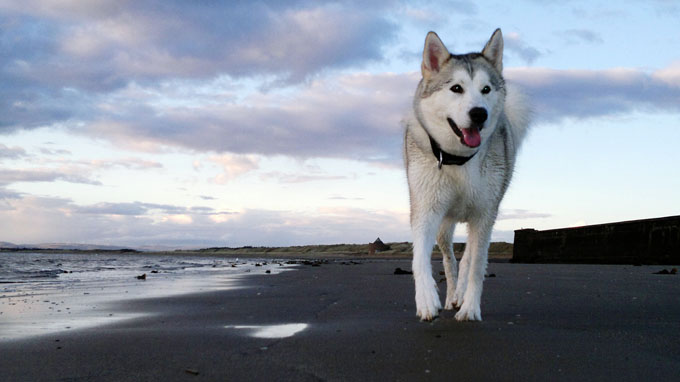 Siberian Husky