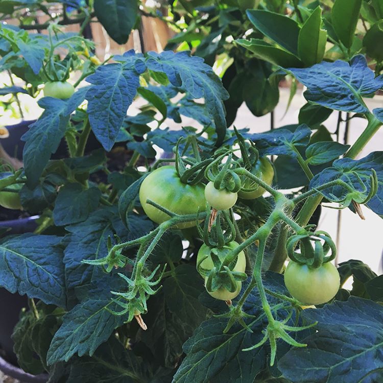 My little kitchen garden #greenliving #smallspace #herbsgarden #tomatoes #melbmoment