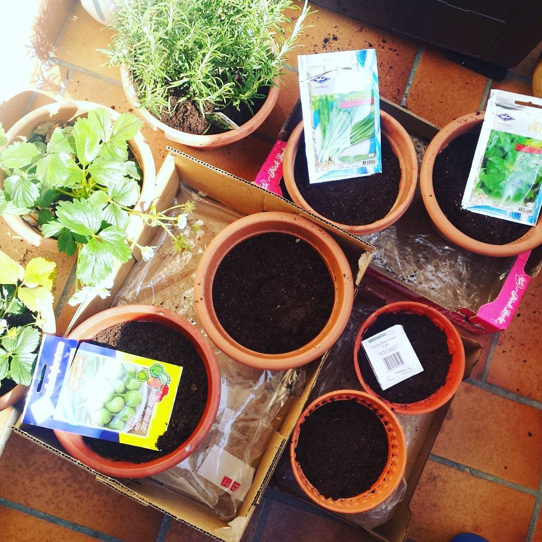 Planting some memory from chiang mai and japan🌱🌱🌱🍓🌞 #thaiparsley #holybasil #tulsi #thaiaubergine #shiso #perilla #rosemary #herbsgarden #chezbelly