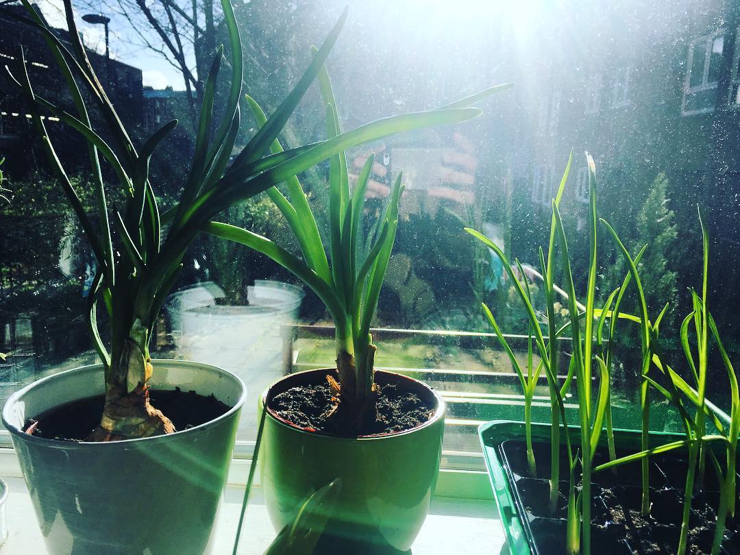 What to do if your onions and garlic sprouts in the cupboard Plant. Water. Sun. Wait. Tadaaaa! 🌱. Water. Sun. Wait. Tadaaaa! 🌱