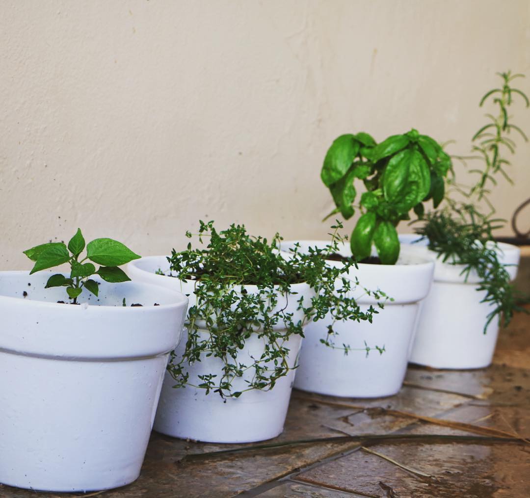 #decor #food #homedecor #plants #vasos #pottage #macetas #hierbas #herbs #herbsgarden