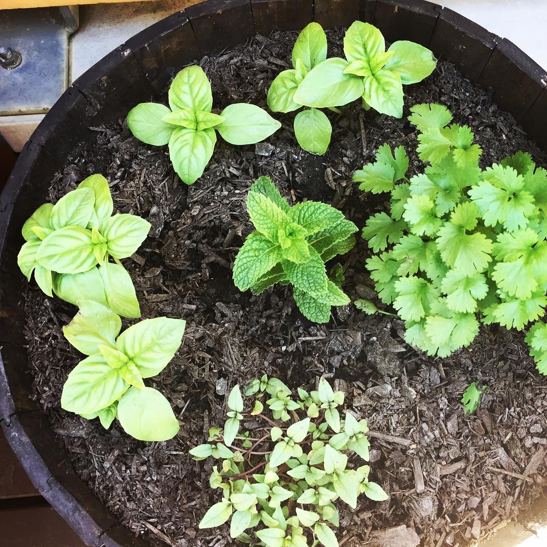 #lookingveryhappy #herbsgarden #ontherooftop #mint #basil #coriander