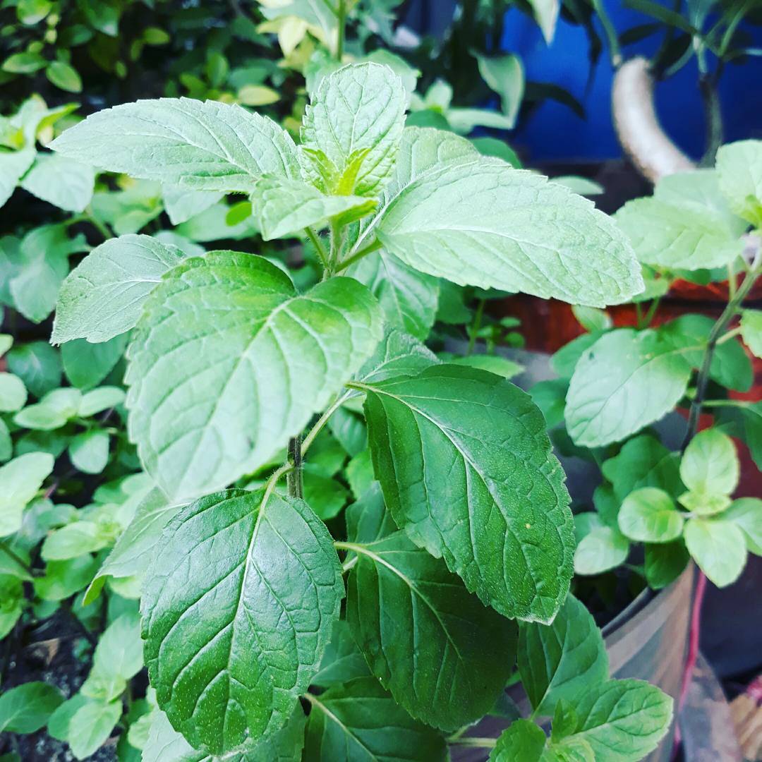 #mintplant in my #herbsgarden #growingwell