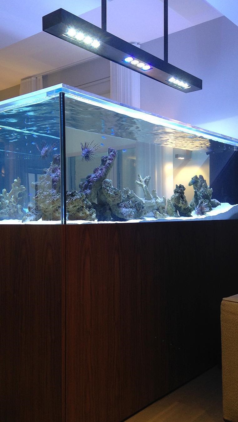 Beautiful aquarium