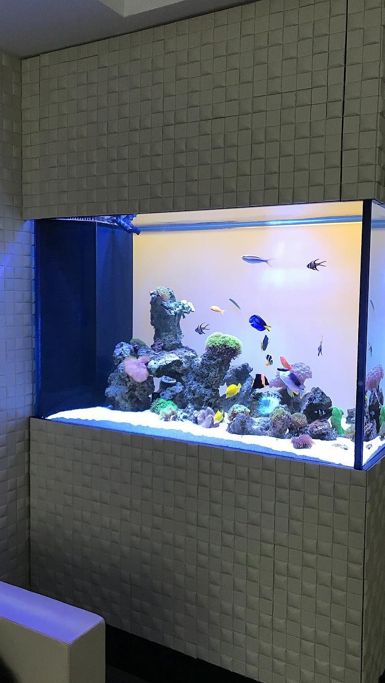 Checking in on this reef aquarium on Broadway