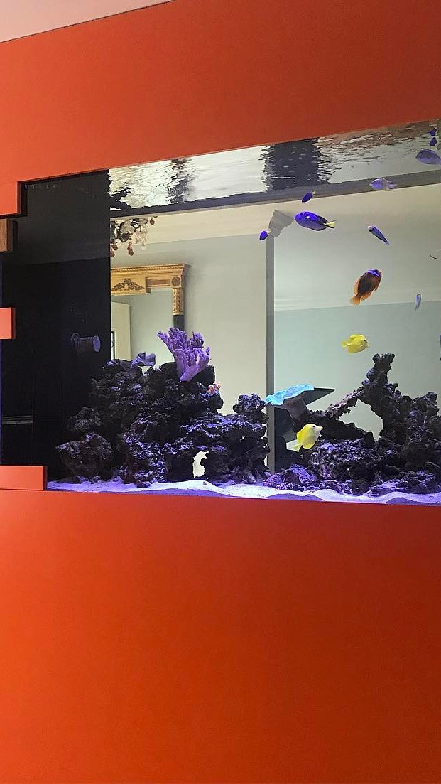 Looking awesome Aquarium