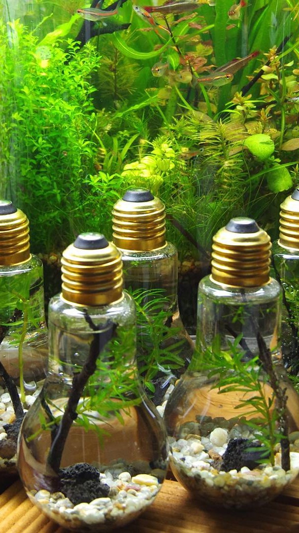 Mini Bottle Aquarium