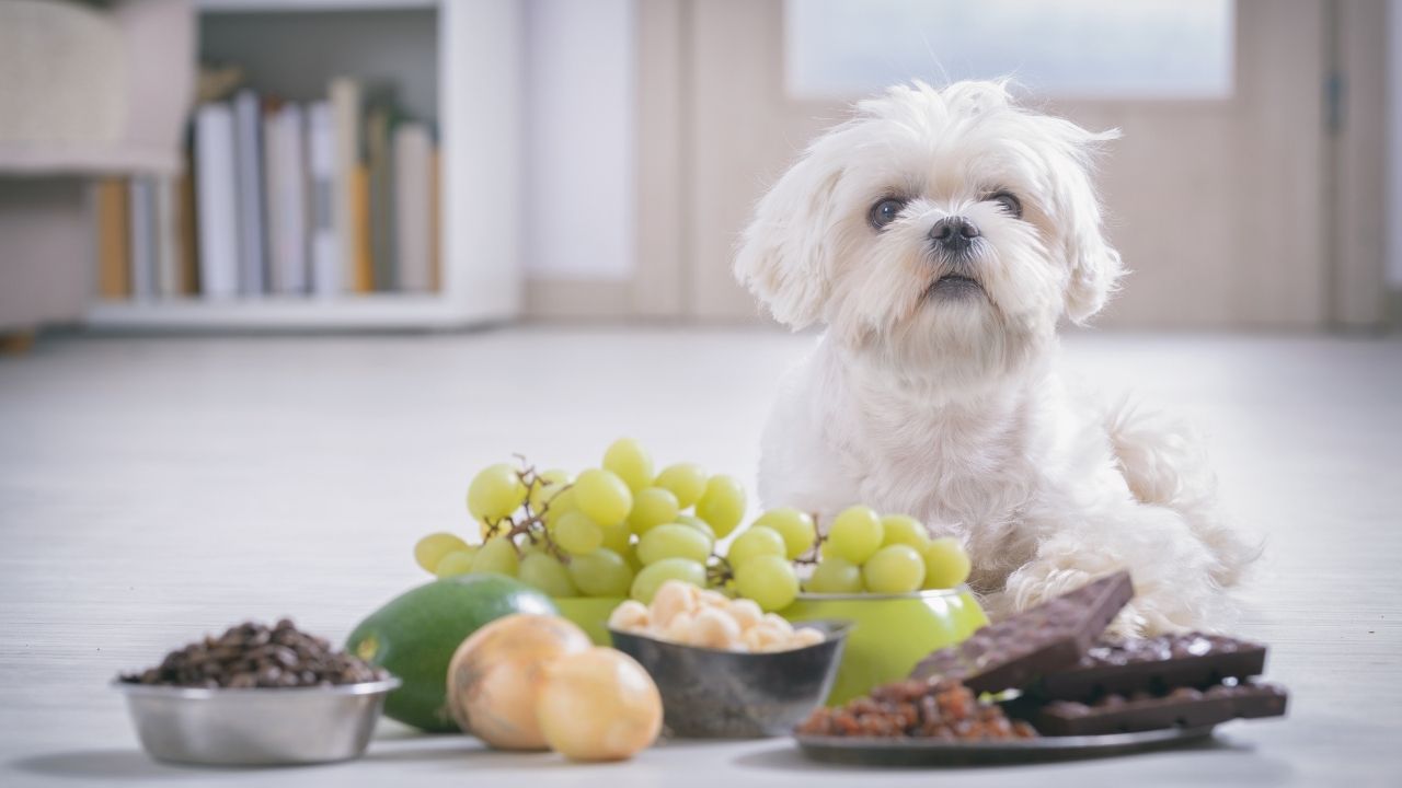 Be Careful of Toxic Foods