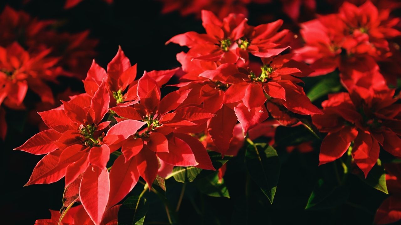 Bloom Dish Garden, Amazing Christmas Flowers