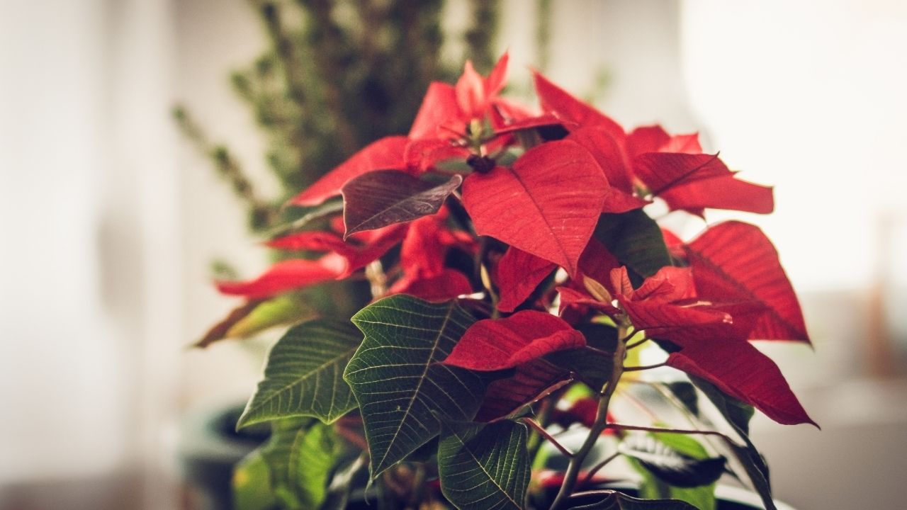 Christmas Poinsettia, Amazing Christmas Flowers