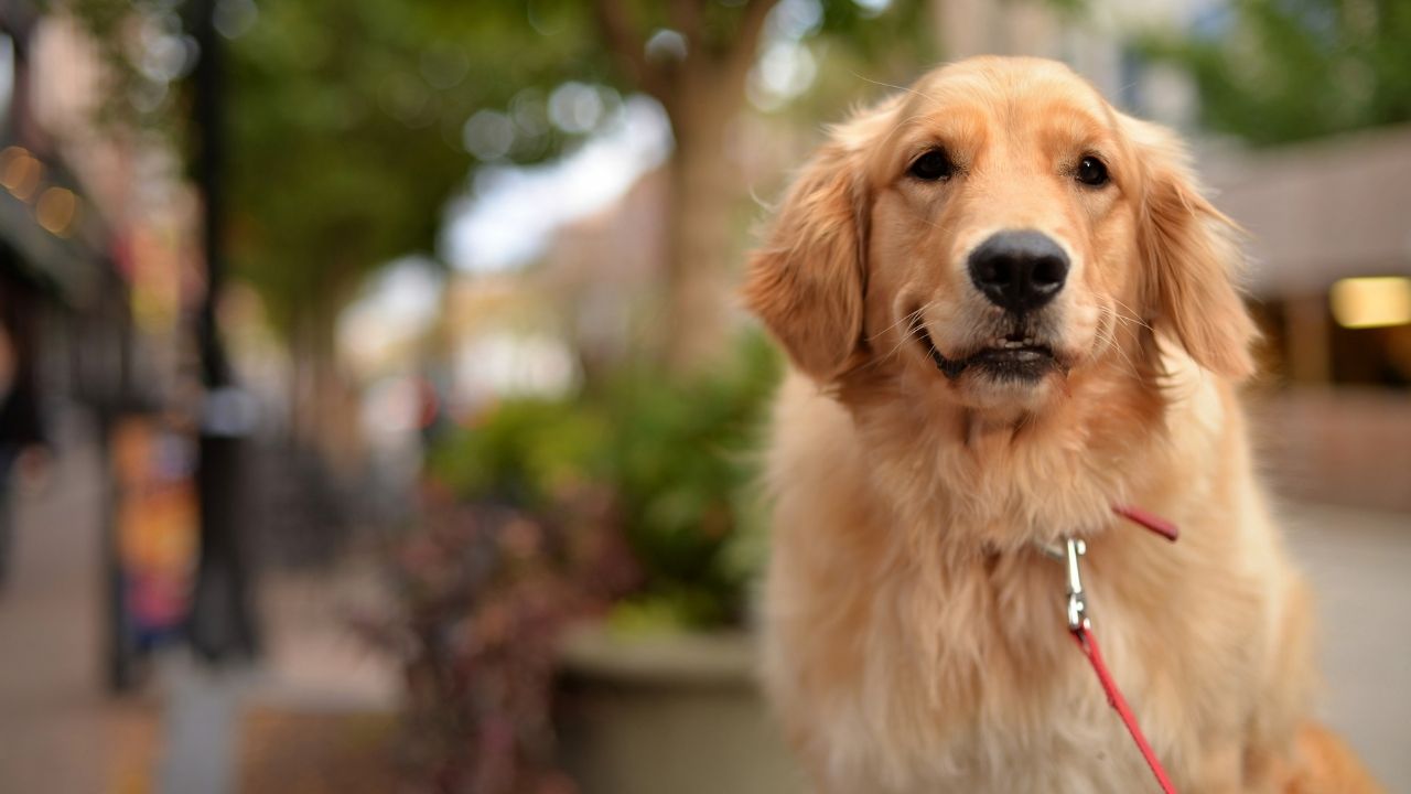 Dog Safe in Autumn