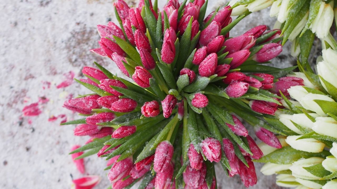 Winter Tulips