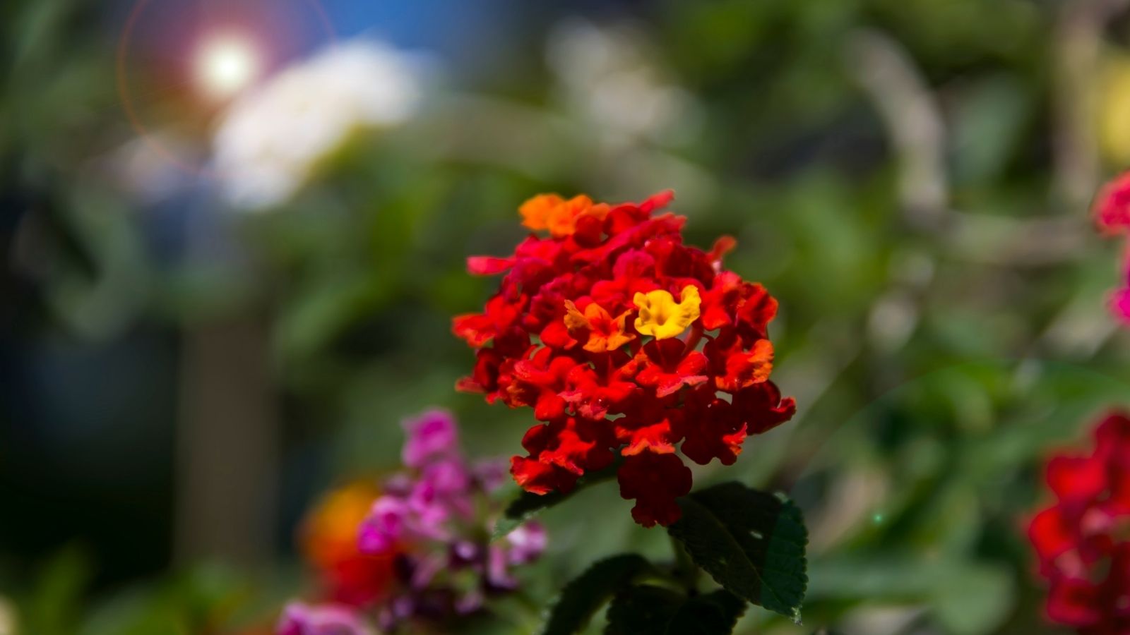 Hedge with colourful flowers