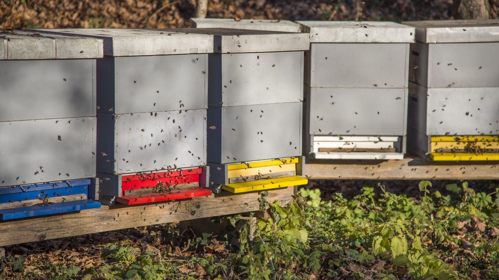 Honey production