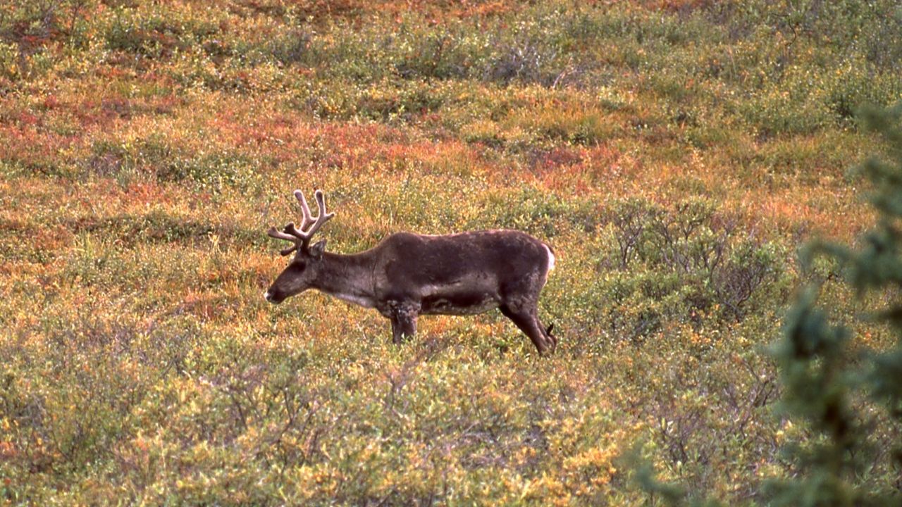 In Denali, Wildlife Is Super Important