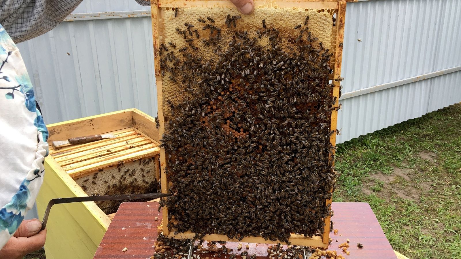 Sustainability and economics of bee farming