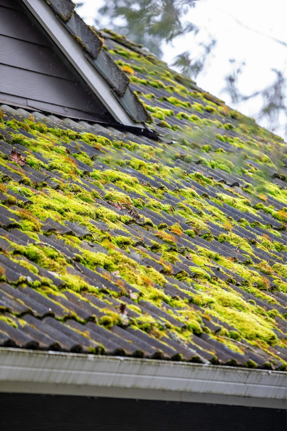 Algae and Moss on the Roof