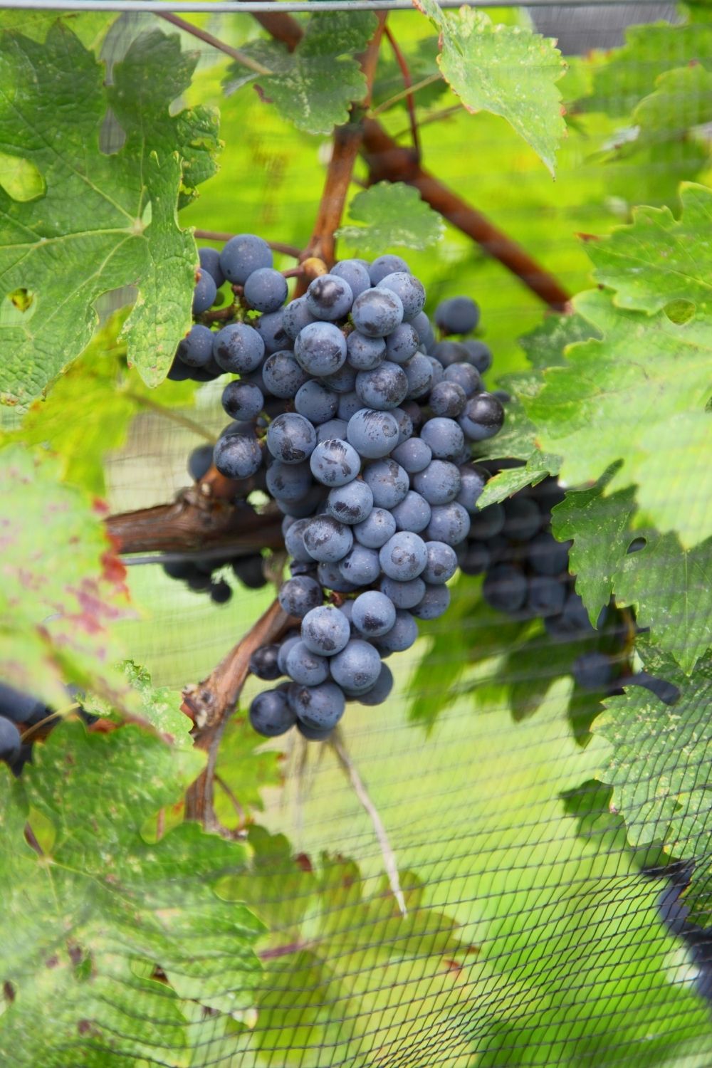 Arabella Cabernet Sauvignon