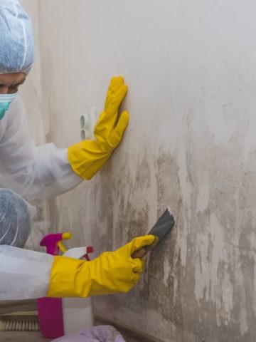 Mold Remediation