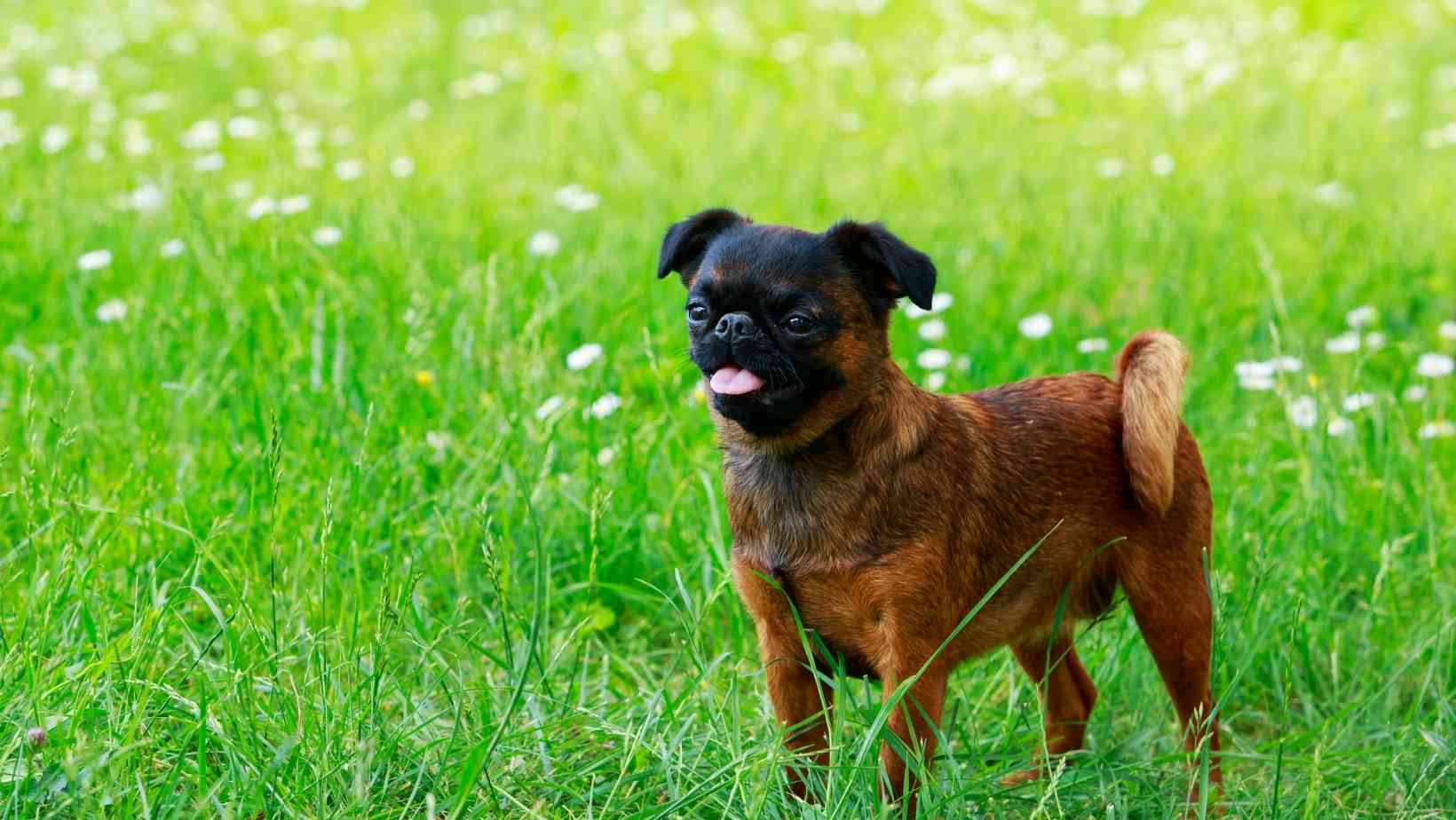 Brussels Griffon Dog