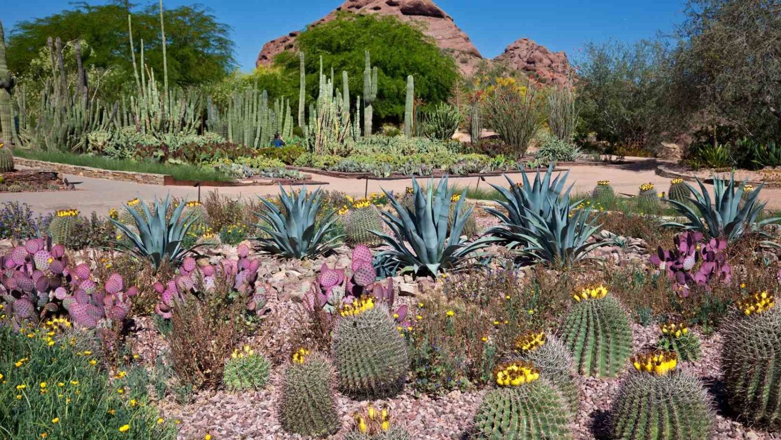 Tourist Attractions in Phoenix