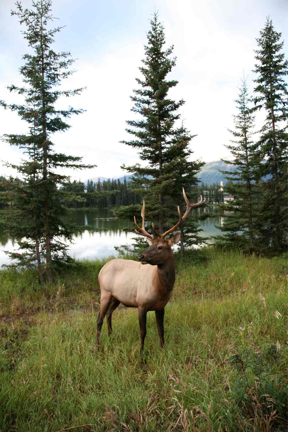 Elk Island National Park