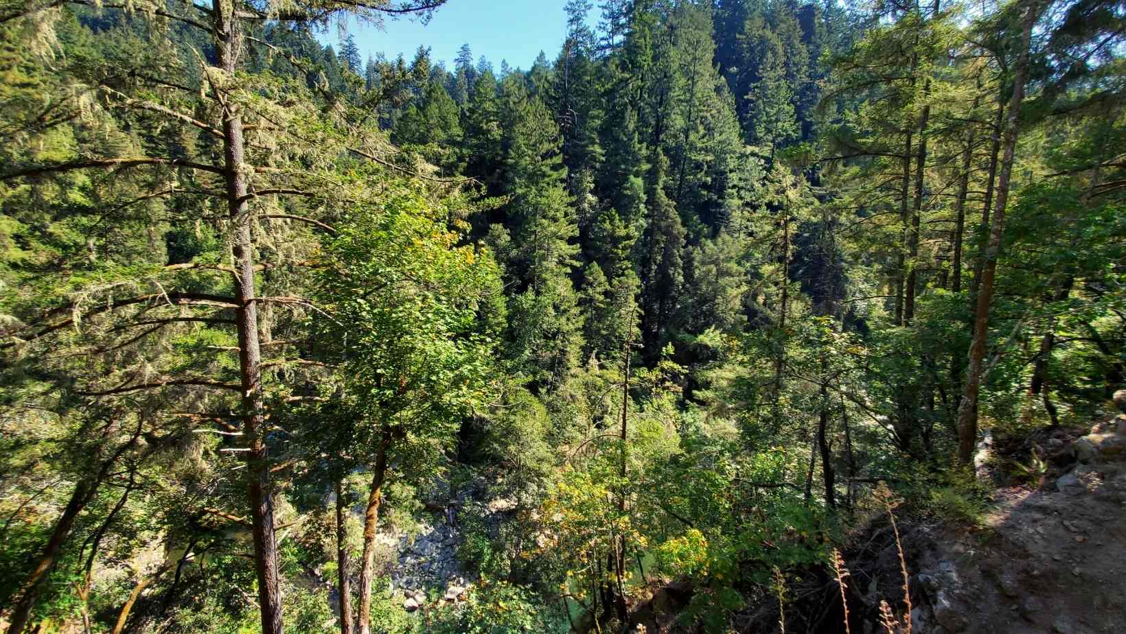 Henry Cowell Redwoods State Park