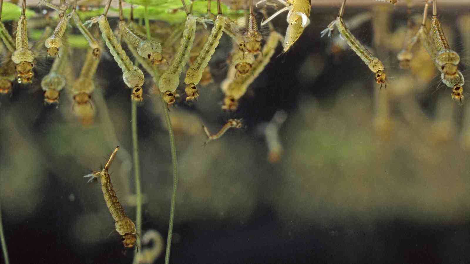 How to Kill Mosquito Larvae