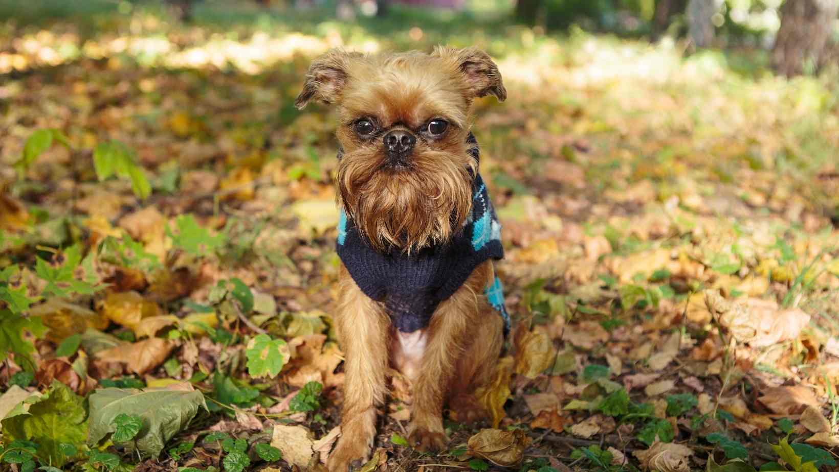 Raising a Brussels Griffon Dog