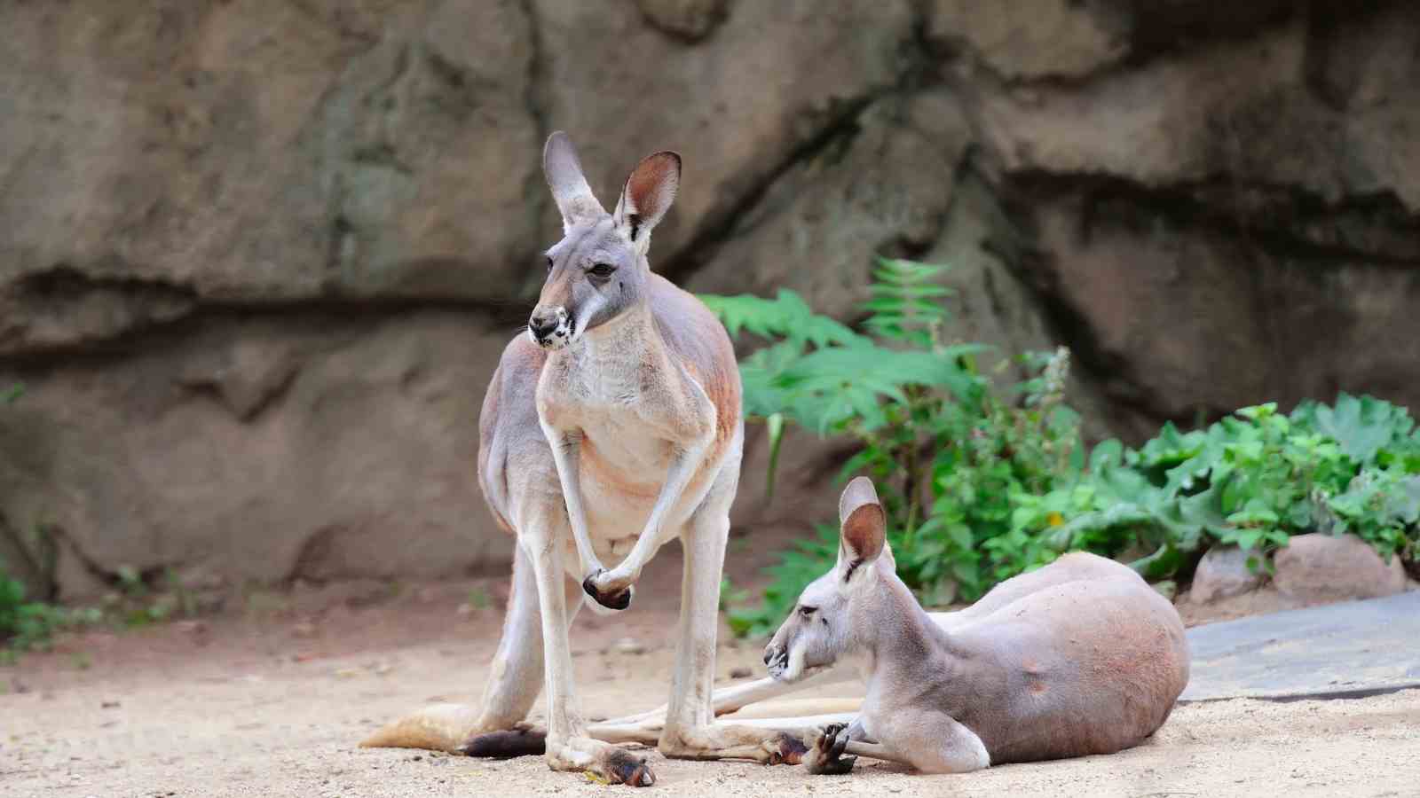 Franklin Park Zoo