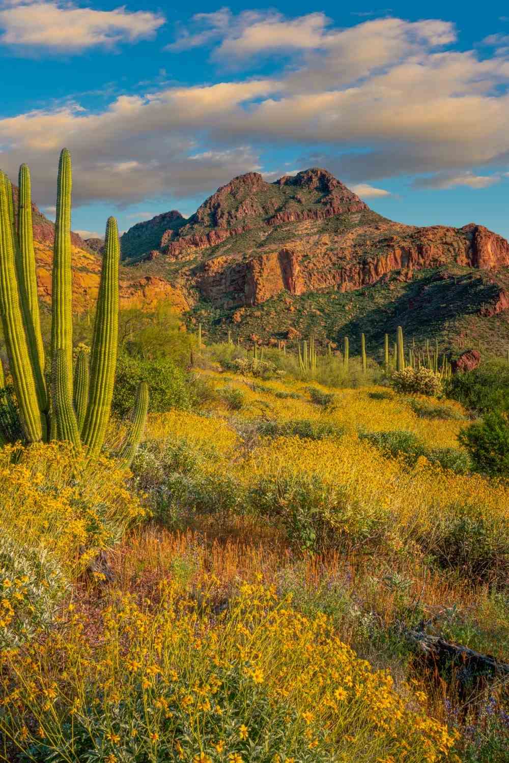 National Monument to Organ Pipe Cactus - Camping Destinations