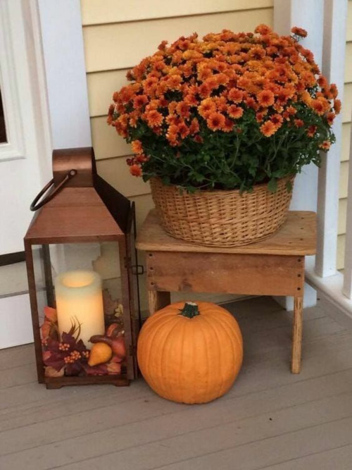 Mums, pumpkins, and lantern